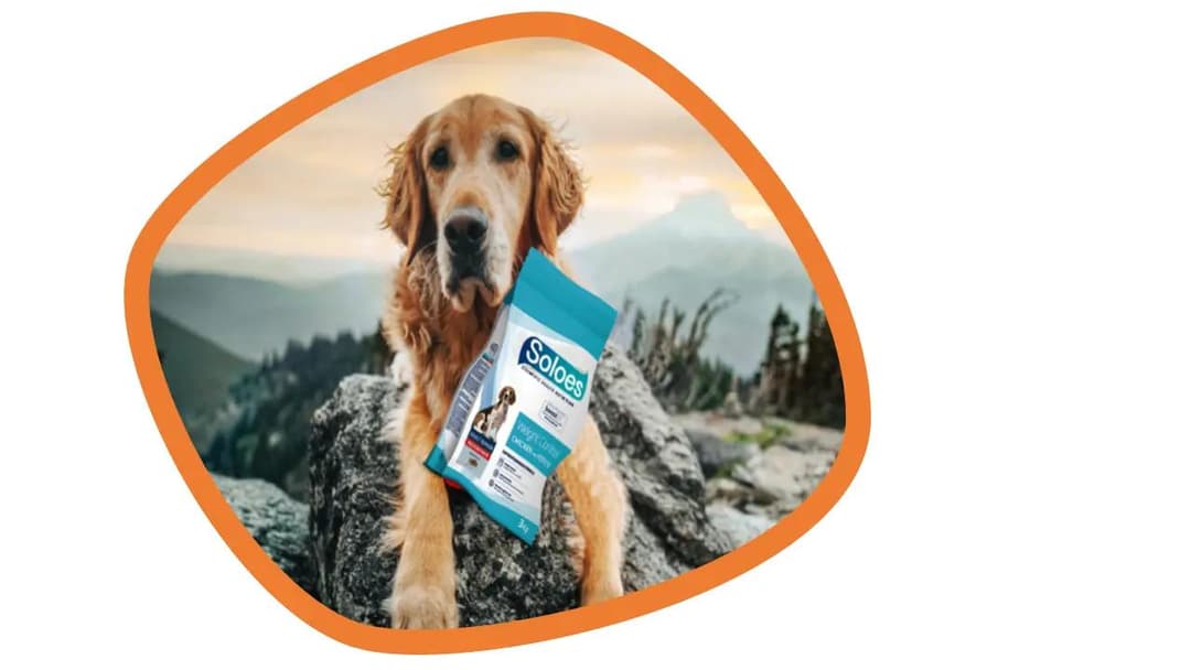 nutritional-needs-of-senior-pets-adjusting-diets-for-aging-animals