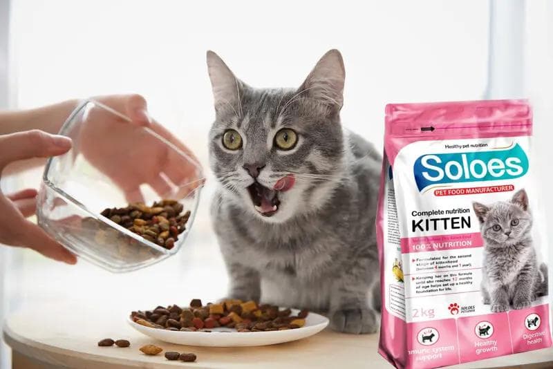 understanding-cat-nutrition-what-every-pet-owner-should-know