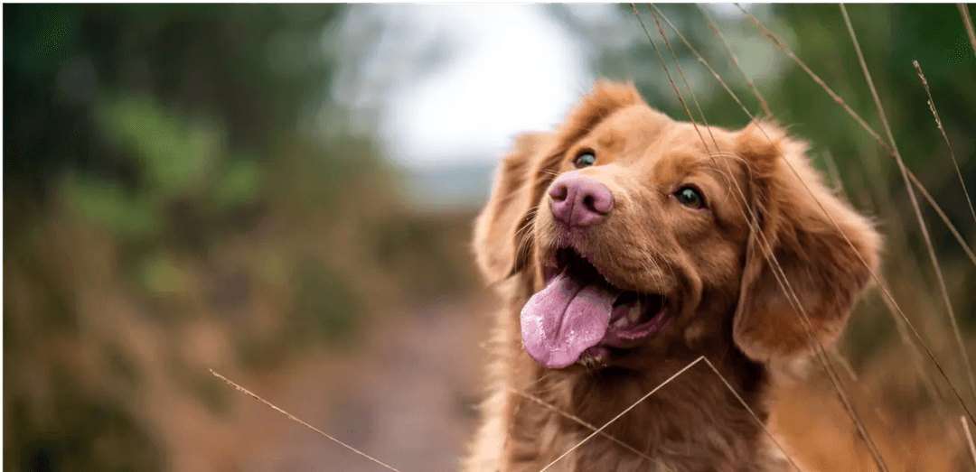 balanced-diets-for-dogs-a-comprehensive-guide