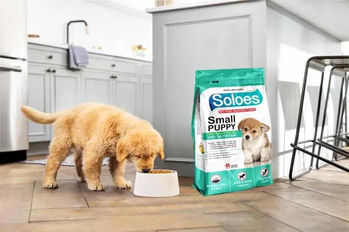 The Connection Between Nutrition and Dental Health in Pets